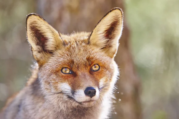 Cabeça de raposa com fundo de geen. Vida selvagem na floresta — Fotografia de Stock