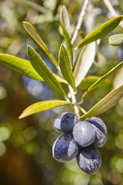 Olive frukt med gröna löv bakgrund. Jordbruk bakgrund — Stockfoto