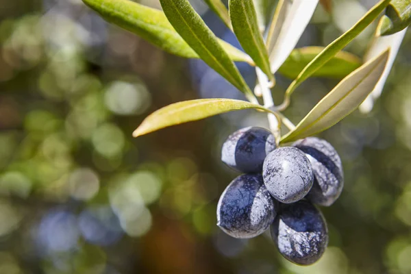 Fruto de oliva con hojas verdes de fondo. Contexto agrícola — Foto de Stock