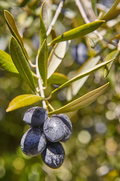 Fruto de oliva con hojas verdes de fondo. Contexto agrícola —  Fotos de Stock