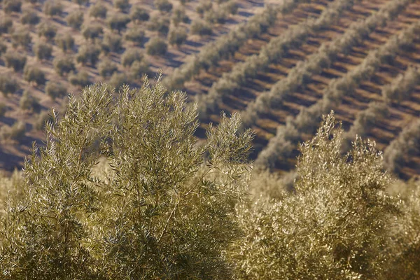 Olive tree pole v Andalusii. Španělská zemědělská krajina. — Stock fotografie