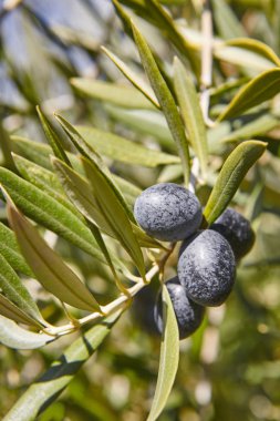 Zeytin yeşil yaprakları arka plan ile meyve. Arka plan tarım