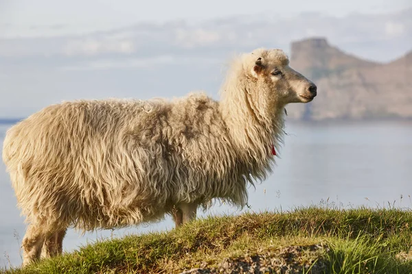 Вівці на Фарерських островах скелі. Зелений мальовничий пейзаж на заході сонця — стокове фото