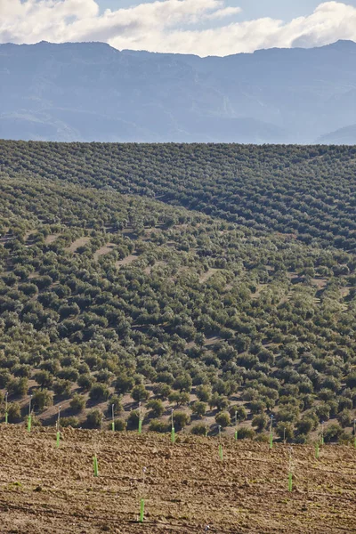 Zeytin ağacı Andalusia alanlarında. Lan İspanyolca tarım hasat — Stok fotoğraf