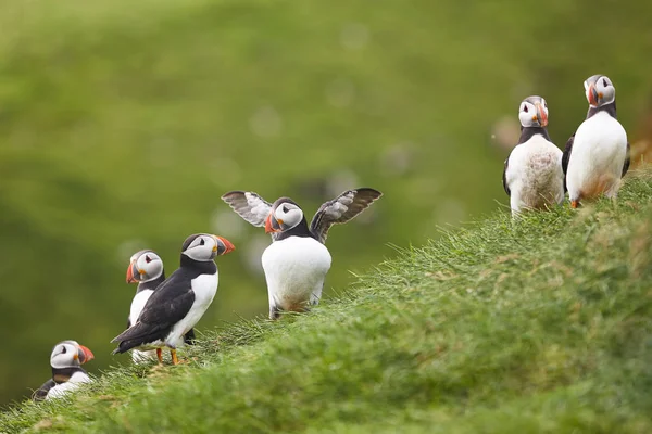 Puffins on Mykines cliffs and atlantic ocean (en inglés). Islas Feroe aves — Foto de Stock