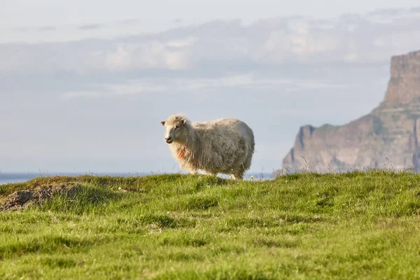 Ovce pasoucí se na útesech Faerských ostrovů. Zelená krajina při západu slunce — Stock fotografie