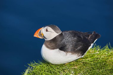 Mykines kayalıklarında ve Atlantik Okyanusu'nda puffin. Faroe kuş hayatı