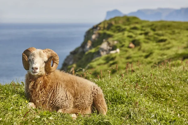 Bárány legeltetés a Feröer-szigeteken zöld dombok — Stock Fotó