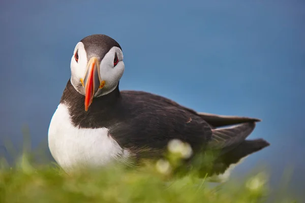 Puffin em Mykines penhascos e oceano atlântico. Pássaros Faroé — Fotografia de Stock