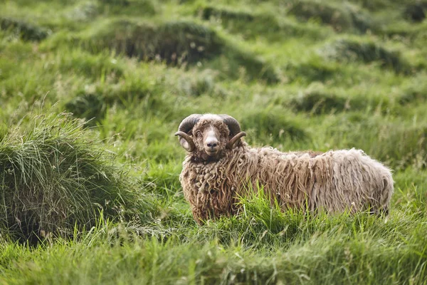 Får betar på Färöarnas landsbygd. Jordbruksdjur — Stockfoto