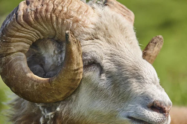 Głowa owca jagnięcina pastwiski pod błękitne niebo Wyspy Owcze — Zdjęcie stockowe