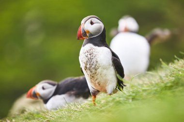 Mykines kayalıklarında yeşil arka planı olan martılar. Faroe kuş yaşamı