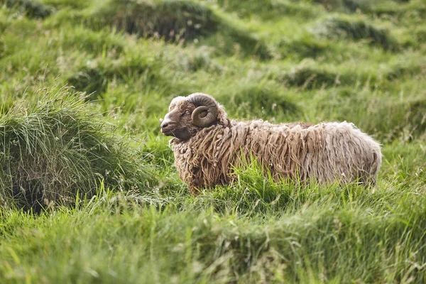 Ovce pasoucí se na faerských ostrovech. Farmářské zvíře — Stock fotografie