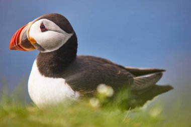 Mykines kayalıklarında ve Atlantik Okyanusu'nda puffin. Faroe kuş hayatı
