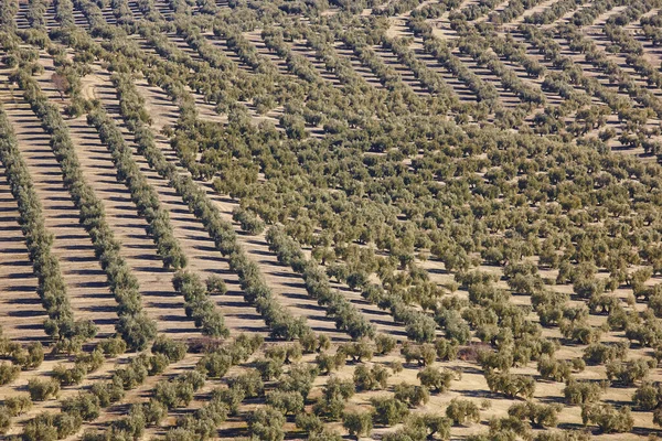 Zeytin ağacı Andalusia alanlarında. İspanyol tarım peyzaj. — Stok fotoğraf