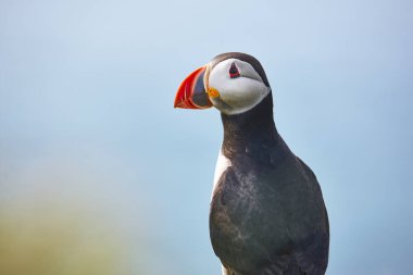 Mykines kayalıklarında ve Atlantik Okyanusu'nda puffin. Faroe kuş hayatı
