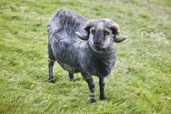 Schaap lam grazen op het platteland Faeröer eilanden — Stockfoto