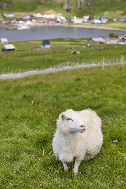 Faroe adaları kıyı şeridinde koyun otlatıyorlar. Yeşil manzaralı