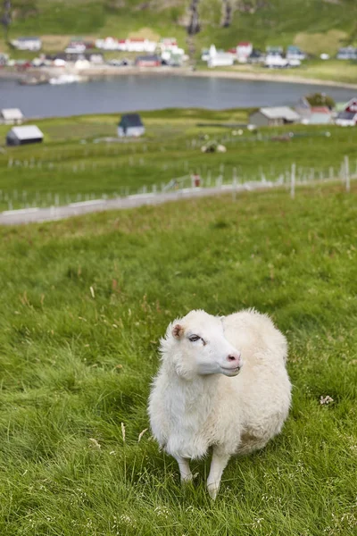 Pecore al pascolo sulla costa delle isole Faroe. Paesaggio verde panoramico — Foto Stock