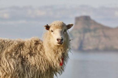 Faroe adalarıkayalıklarında koyun. Gün batımında yeşil manzara
