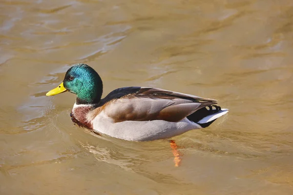 Mallard πάπια κολύμπι σε μια λίμνη. Anas platyrhynchos. Άγρια φύση — Φωτογραφία Αρχείου