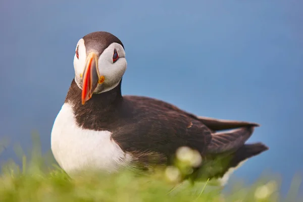 Mykines Kayalıklarında Atlantik Okyanusunda Martı Faroe Adaları Kuş Yaşamı — Stok fotoğraf