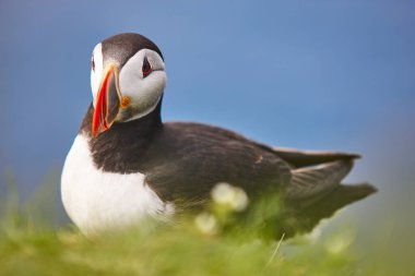 Mykines kayalıklarında ve Atlantik okyanusunda martı. Faroe Adaları kuş yaşamı