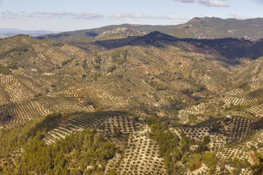Zeytin ağacı Andalusia alanlarında. İspanyolca tarım peyzaj hasat. Jaen