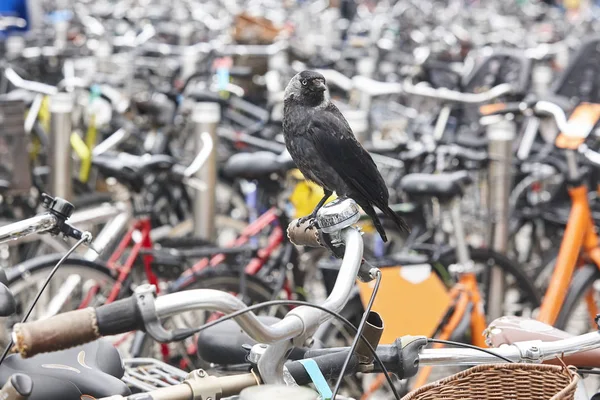 Birdlife City Nature Urban Environment Byke Parking Lot — Stock Photo, Image