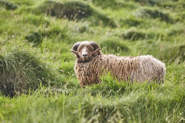 Ovce Pasoucí Faerských Ostrovech Zelená Horská Krajina — Stock fotografie
