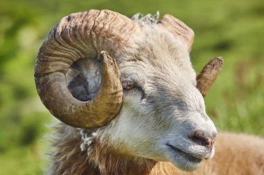 Yeşil odağını kaybetmiş koyun başı kuzusu. Faroe Adaları