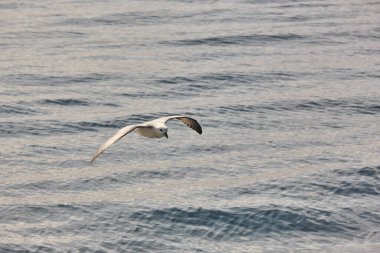 Fulmar kuşu Atlantik Okyanusu üzerinde uçuyor. Faroe Adaları