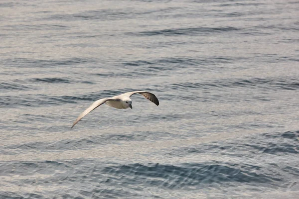 Fulmar Bird Flying Atlantic Ocean Faroe Islands — Stock Photo, Image