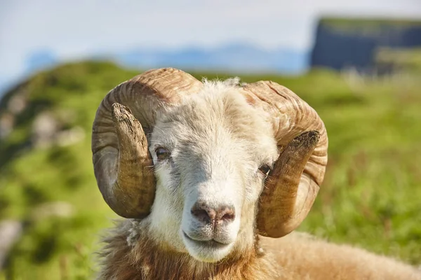 Faroe Adalarında Mavi Gökyüzü Altında Otlayan Baş Koyun Kuzu — Stok fotoğraf