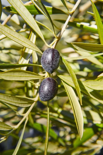 Оливковые Фрукты Зелеными Листьями Фона Сельское Хозяйство Хаэн Испания — стоковое фото