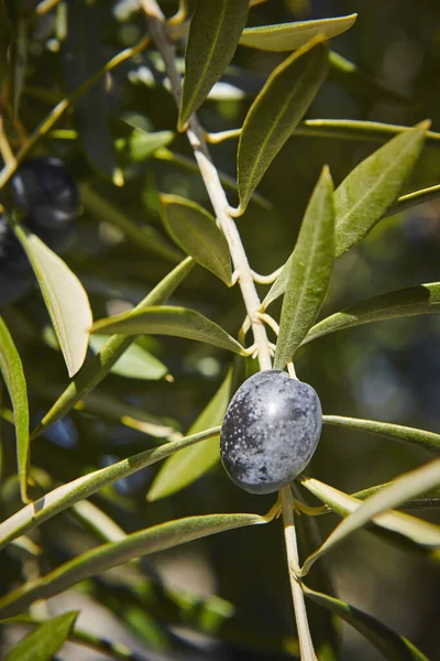 Olive Frukt Med Gröna Löv Bakgrund Jordbruk Bakgrund Jaen Spanien — Stockfoto