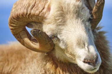 Faroe adalarında mavi gökyüzü altında otlayan baş koyun kuzu