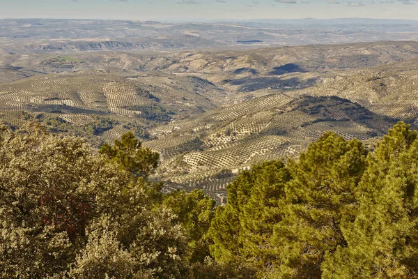 Campos Olivos Andalucía Paisaje Agrícola Español Jaén — Foto de Stock