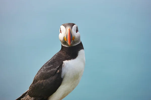 在Mykines悬崖和大西洋上的Puffin 法罗群岛的鸟类 — 图库照片