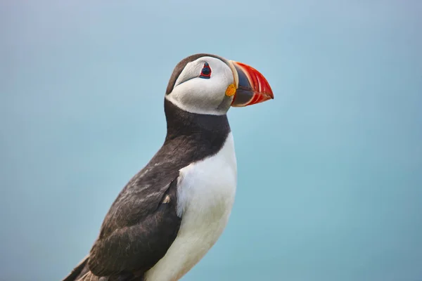 Puffin Mykinských Útesech Atlantickém Oceánu Faerské Ostrovy Ptačí Život — Stock fotografie