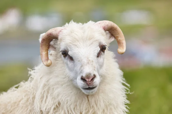 Schapen Grazen Kust Van Faeröer Groen Landschap — Stockfoto