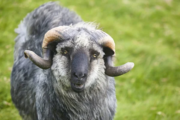 Schapen Weiden Het Landschap Faeröer Eilanden Denemarken — Stockfoto