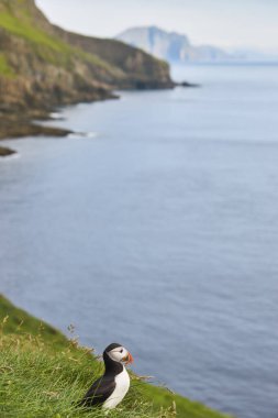 Mykines kayalıklarında ve Atlantik okyanusunda martı. Faroe Adaları kuş yaşamı