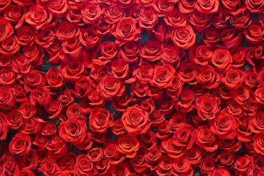 Kırmızı gül arka planı. Aşk, sevgililer günü dekorasyon buketinin çiçek açmasına bayılır.