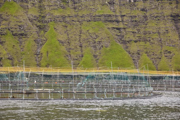 Pêche Saumon Piscines Dans Les Fjords Des Îles Féroé Industrie — Photo