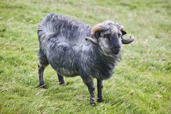 フェロー諸島の田舎で羊の子羊の放牧 デンマーク — ストック写真
