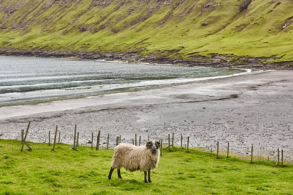 Faroe Adaları Kıyı Şeridinde Koyun Otlatıyorlar Yeşil Manzaralı Yatay — Stok fotoğraf