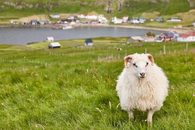 Faroe adaları kıyı şeridinde koyun otlatıyorlar. Yeşil manzaralı. Yatay