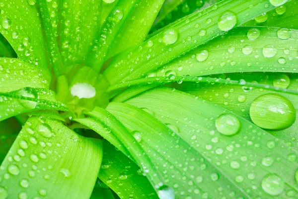 Υγρό Πράσινο Φυτό Σταγόνες Βροχής Στην Επιφάνεια Φρεσκάδα — Φωτογραφία Αρχείου
