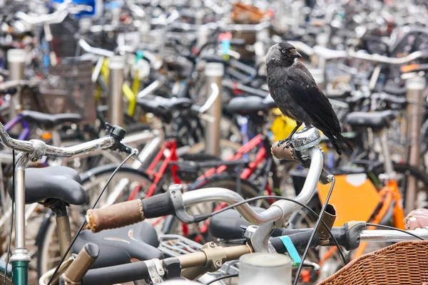 Birdlife City Nature Urban Environment Byke Parking Lot — Stock Photo, Image